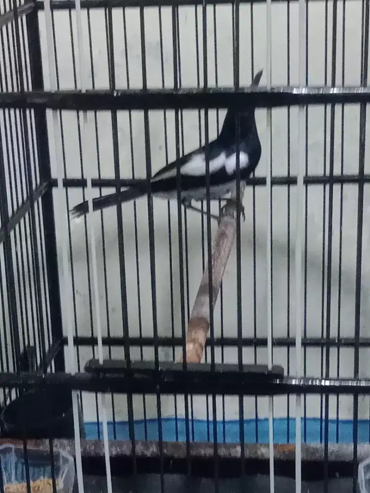 Jual burung Kacer dapur Pur total burja