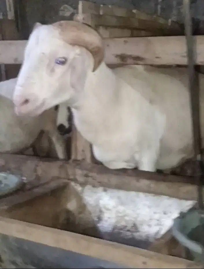 Domba Kambing Qurban Super