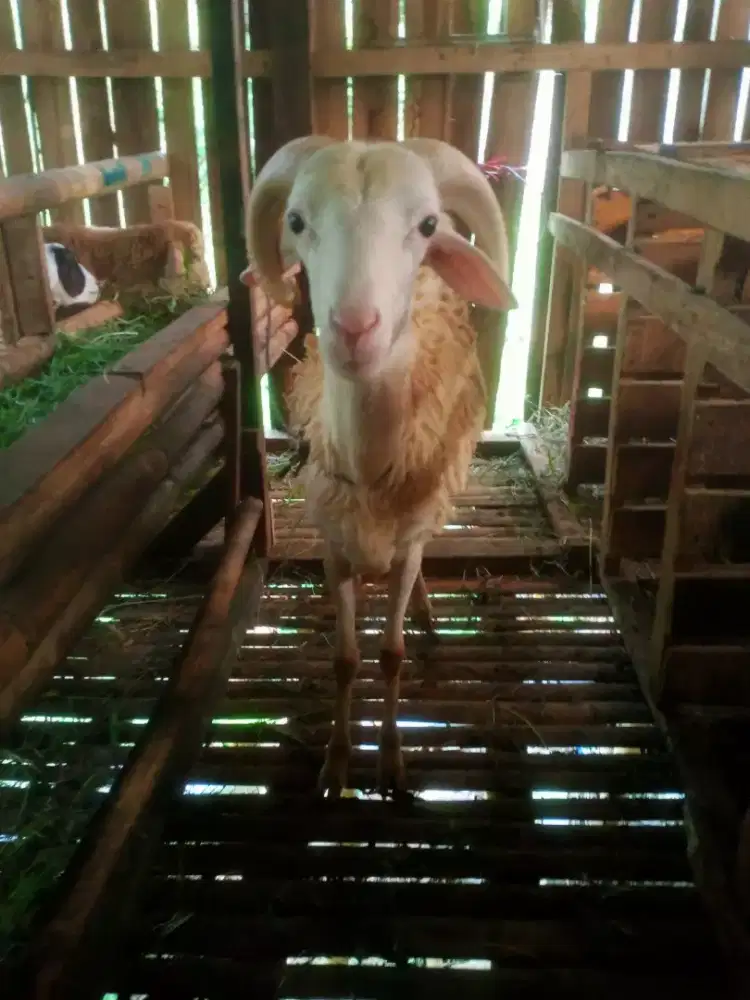 Domba Kurban Idul Adha 1447 H