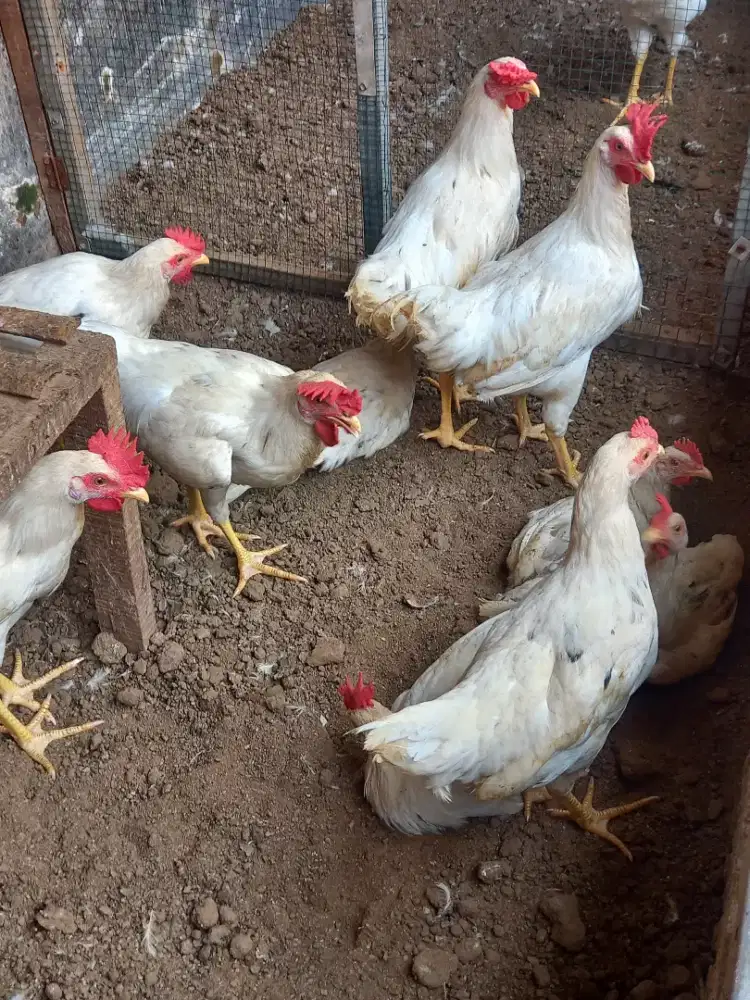 Ayam jago muda silangan.