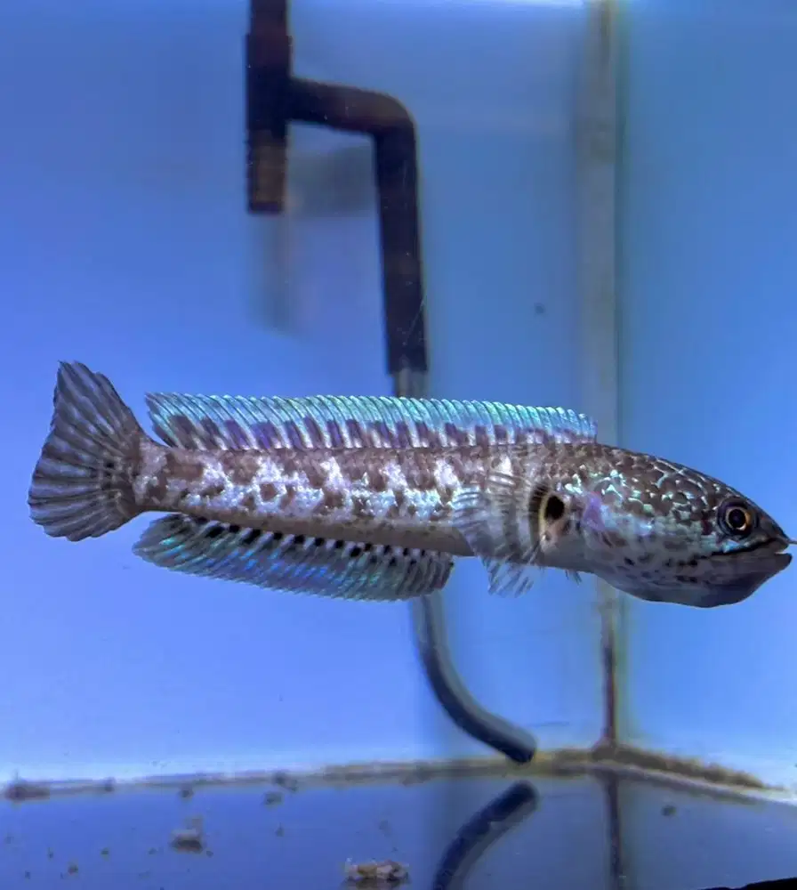 Channa auranti 12-14cm mental ok