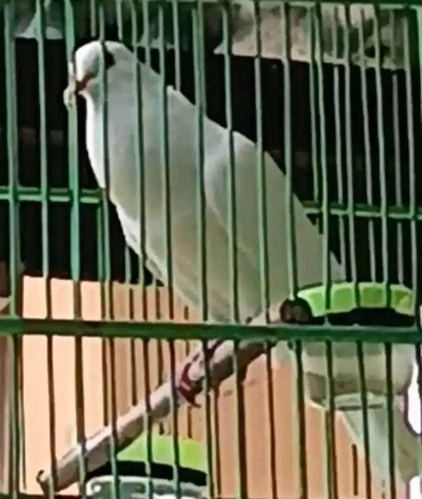 Puter Pelung Putih Albino