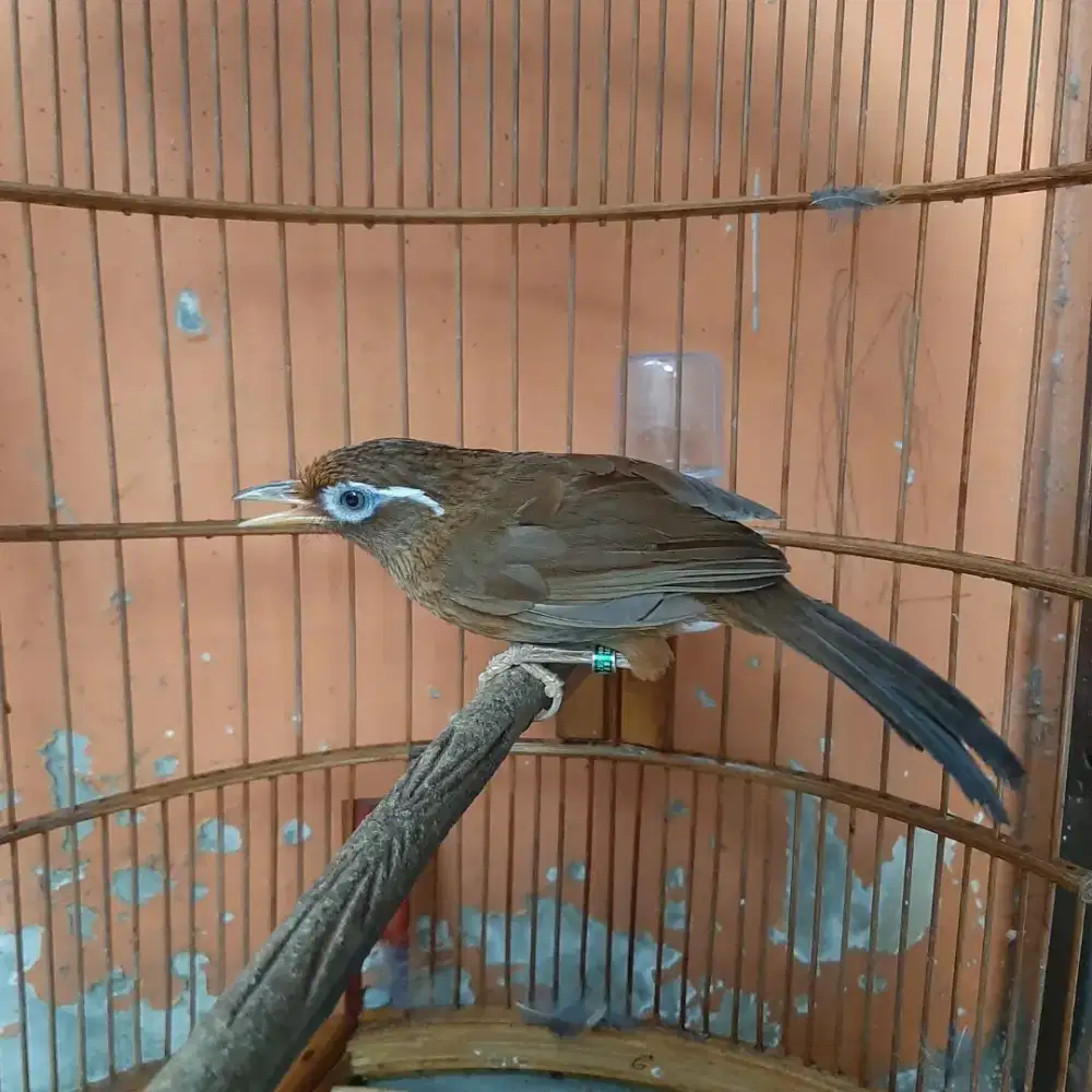 Burung wambi Betina Hasil Ternakan Betina Mapan