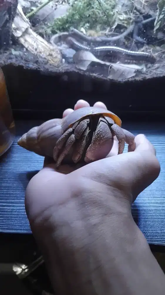 Kelomang size XXL 10,5cm