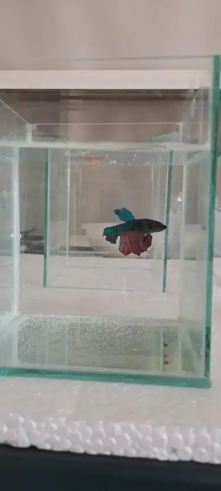 Aquarium buat ikan cupang dan sejenis