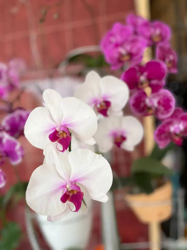 LOWONGAN KERJA KANTOR NOTARIS