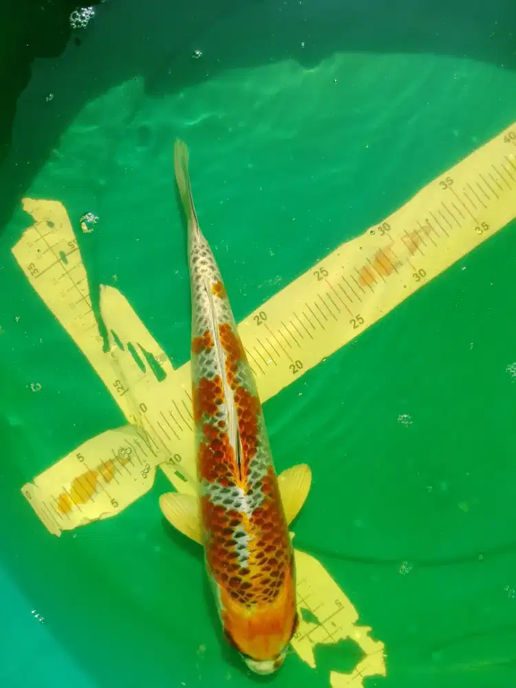 Ikan koi jenis Kujaku 30cm HQ