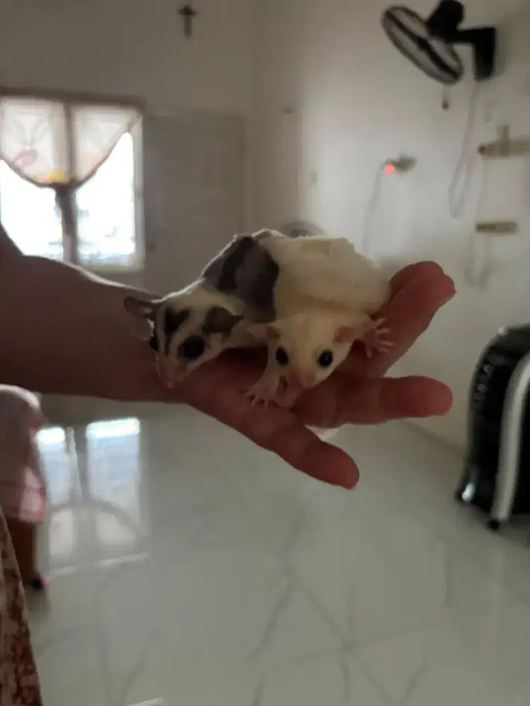Sugar Glider kualitas bgs sepasang , mozaik dan leucistic