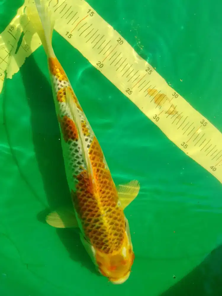 Ikan koi jenis Kujaku 38cm