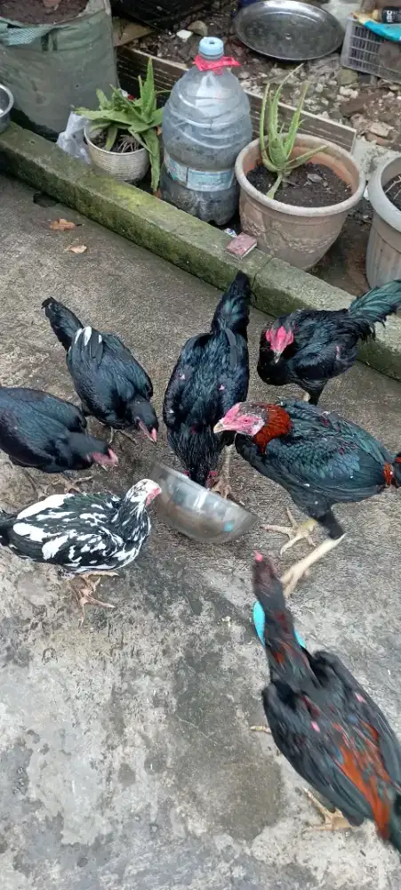 Ayam pakoy bergaransi