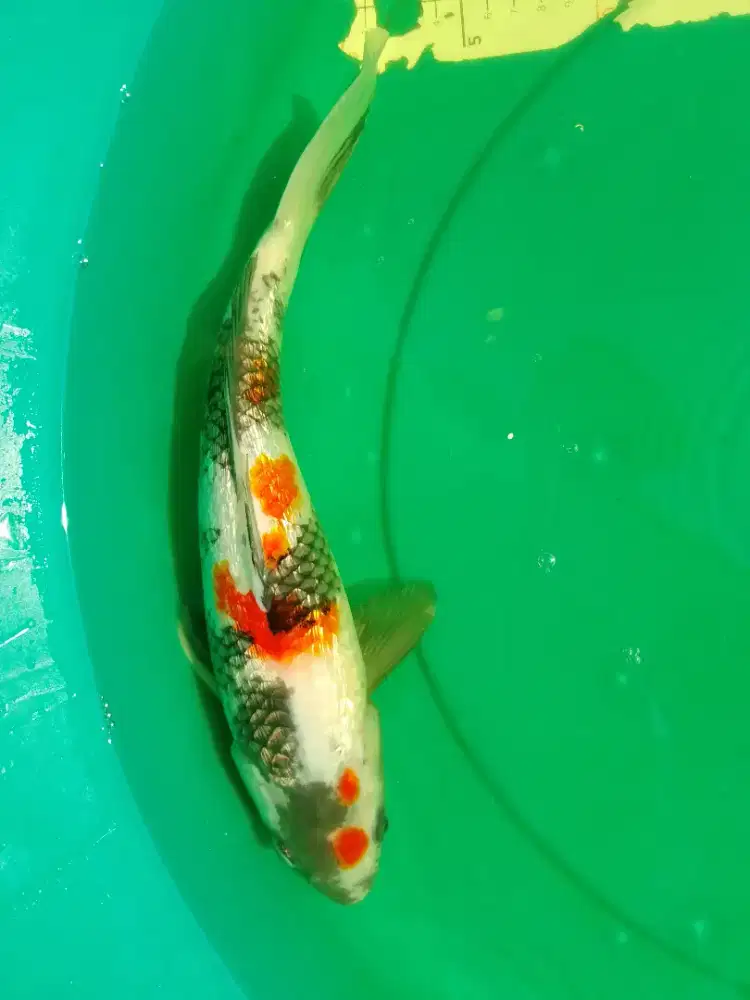 Ikan koi jenis Showa Ginrin 36cm HQ