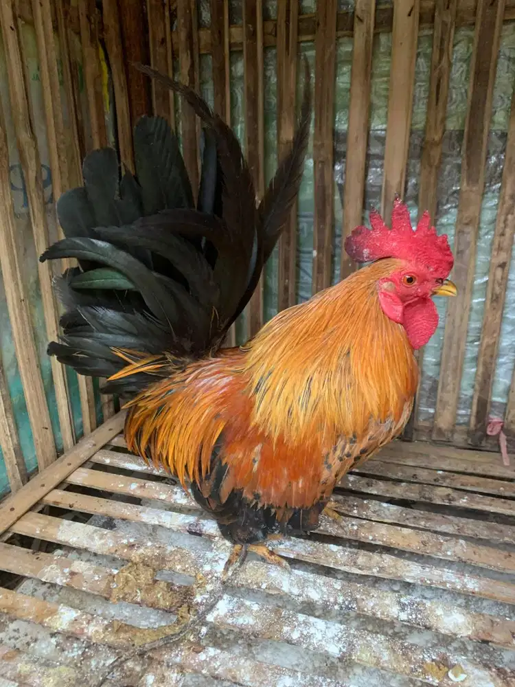 Ayam Kate Jantan Berkualitas – Si Mungil Gagah untuk Hiasan Taman