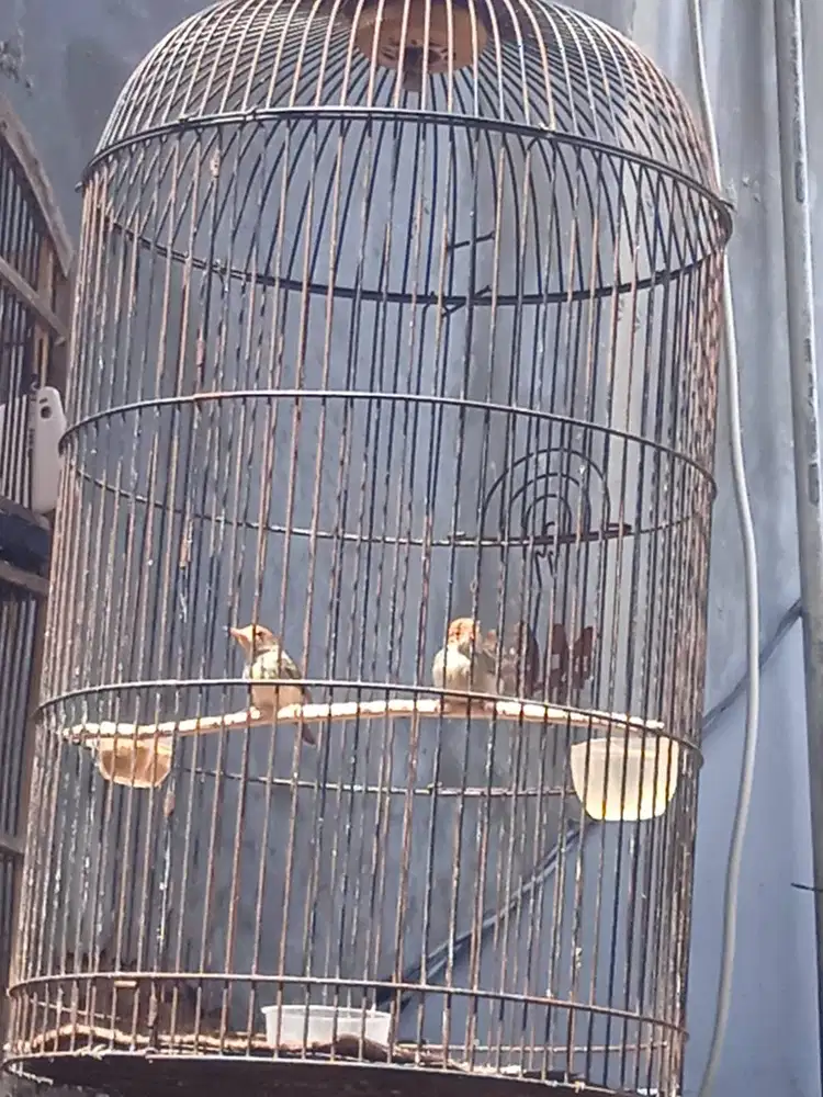 Sepasang Prenjak Atas ORI Jawa