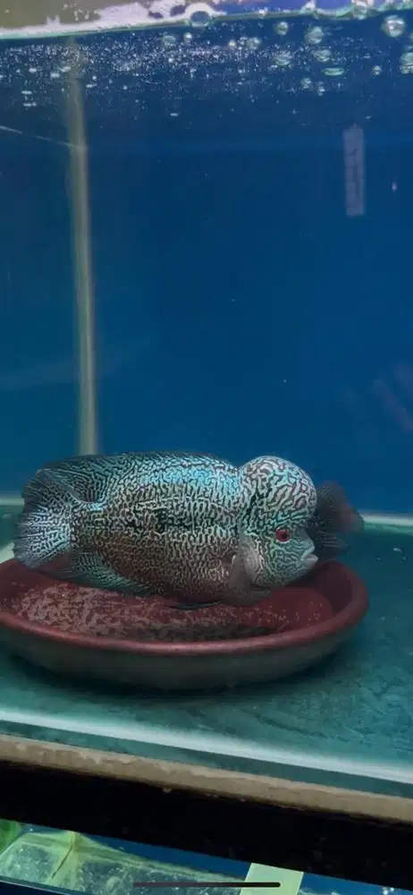 Burayak cencu line 3D