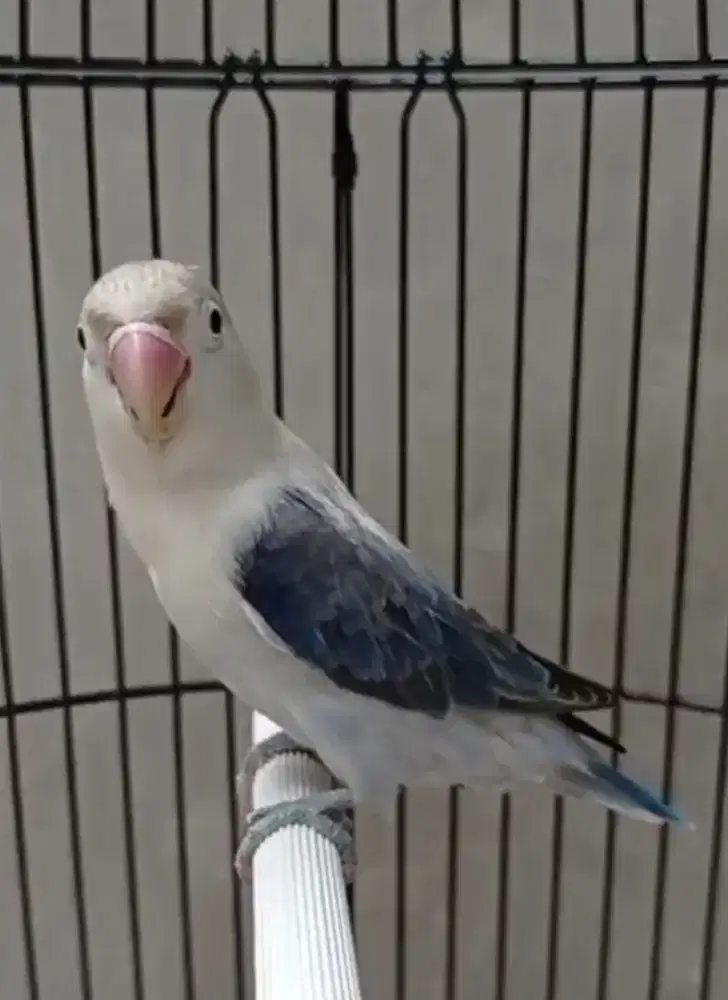 Burung LB Lovebird Biola Euwing Drak Violet