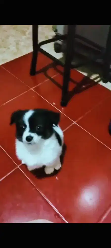Husky 1,2ekor Anakan  Corgy mix