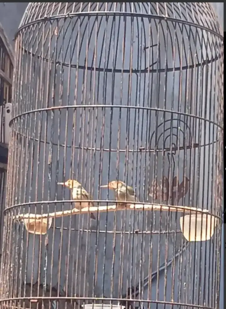 Sepasang Prenjak Atas ORI Jawa