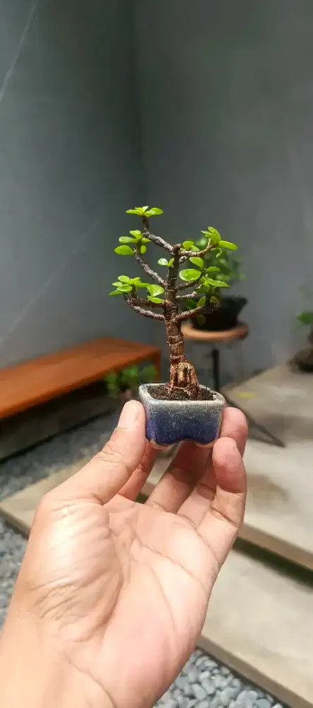 Bonsai Mini Jade Plant