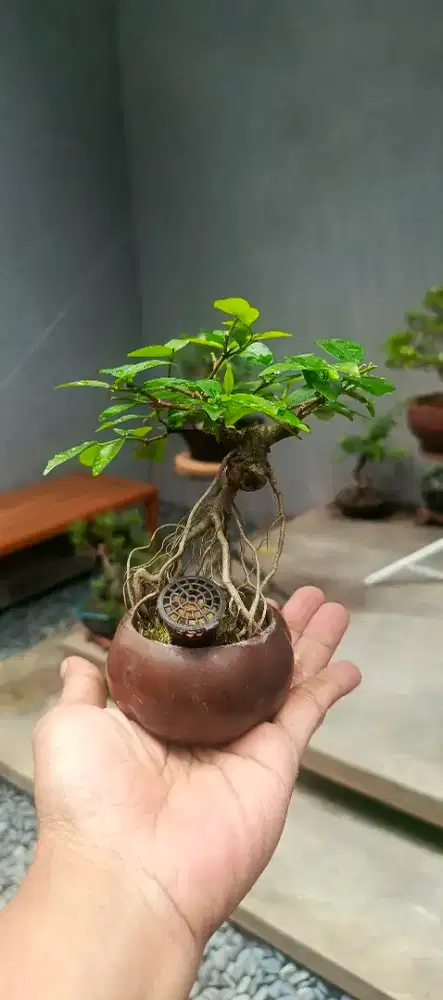 Bonsai Anting putri mame