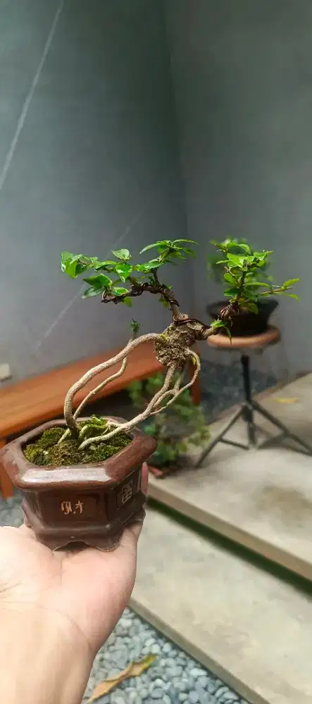 Bonsai Anting Putri tipe 2