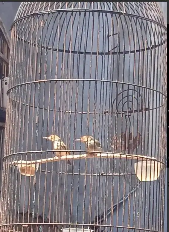 Sepasang Prenjak Atas ORI Jawa