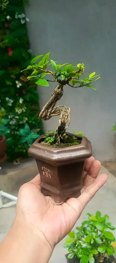 Bonsai Anting Putri tipe 3