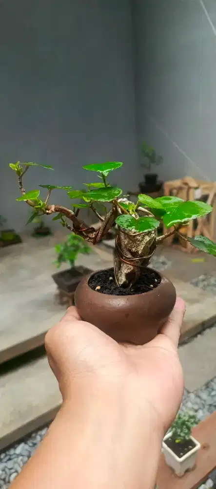 bonsai waru on the rock