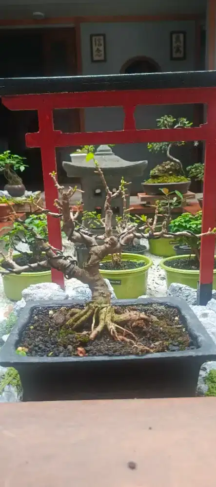 Bonsai Waru mame prospek