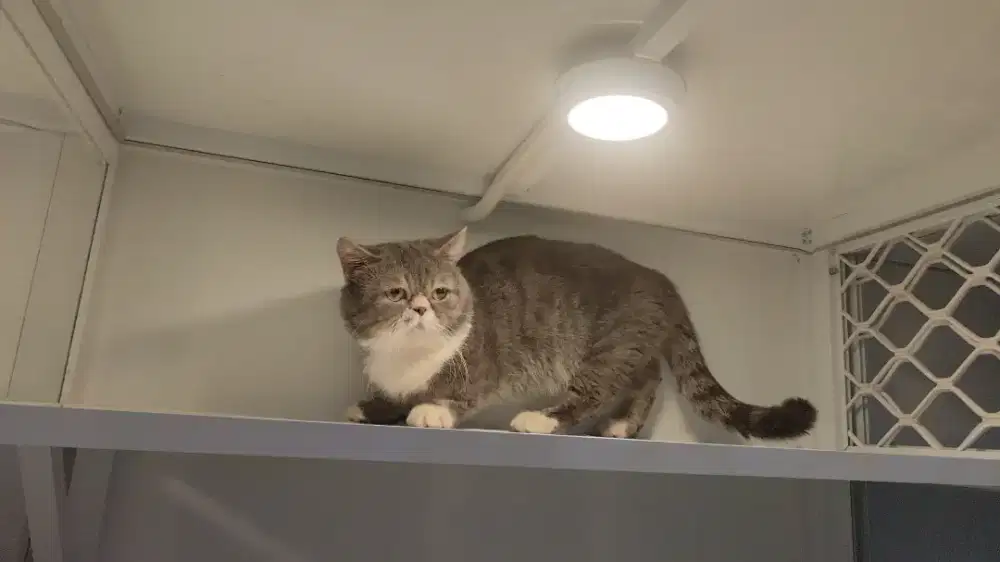 Kucing munhckin minuet cebol pesek jantan