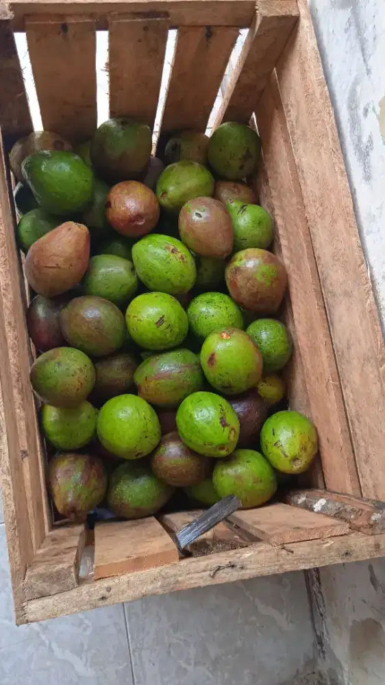 Buah alpukat grosir dan eceran