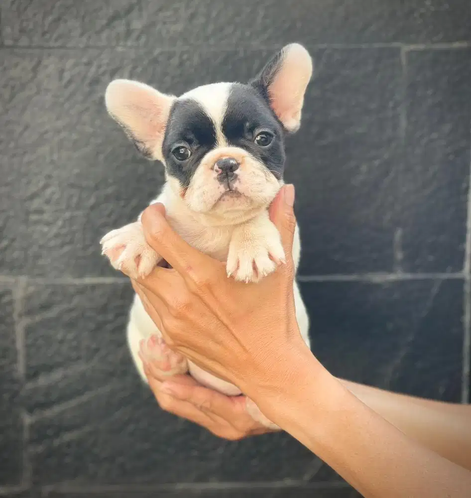 FRENCH BULLDOG (BETINA)