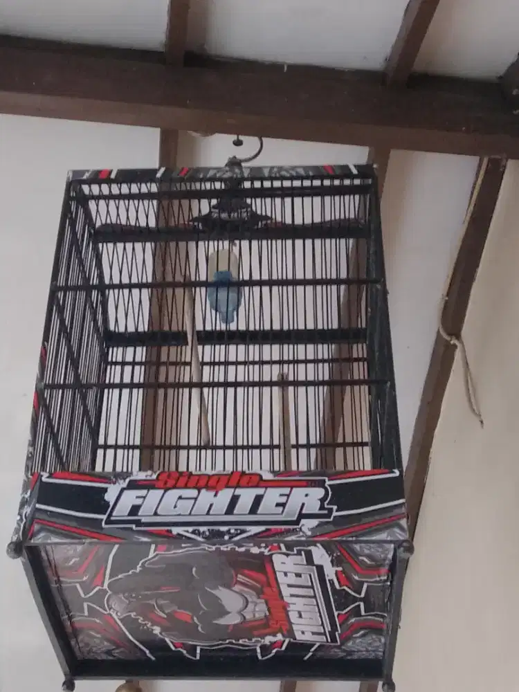 Jual aje nih kandang bekas jalak suren dan Cica hijau