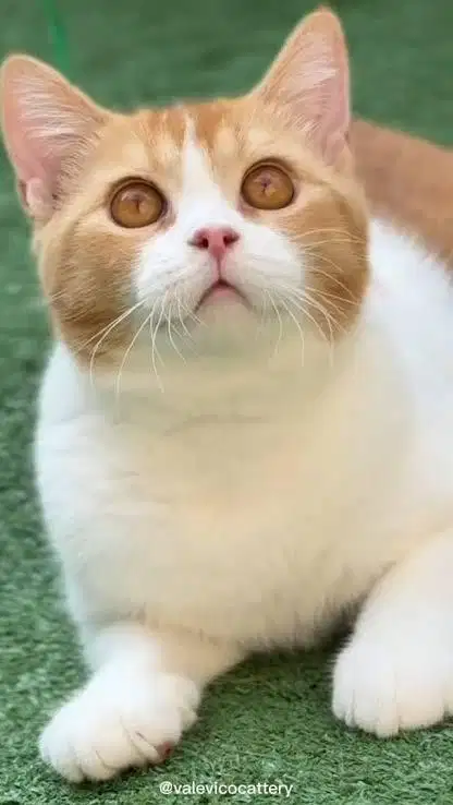 Bsh oren putih jantan