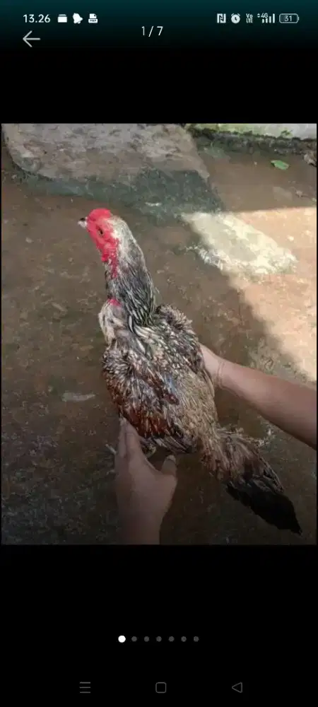 Jual borongan ayam Mangon trah Bulbi