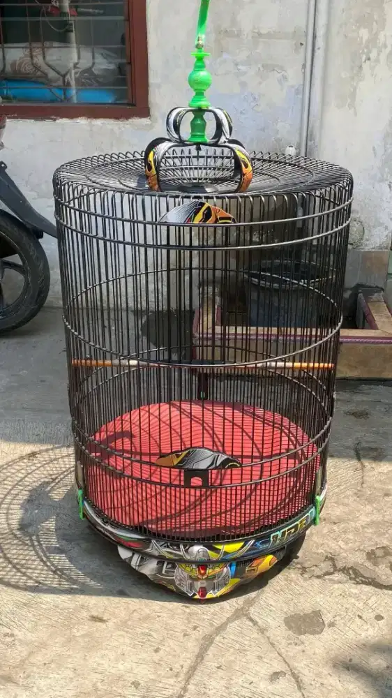 Kandang murai ebod decal no.2 PVC