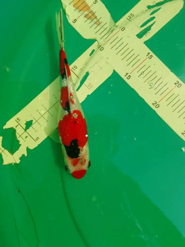 Ikan koi jenis Sanke Ginrin 25cm lucu pola