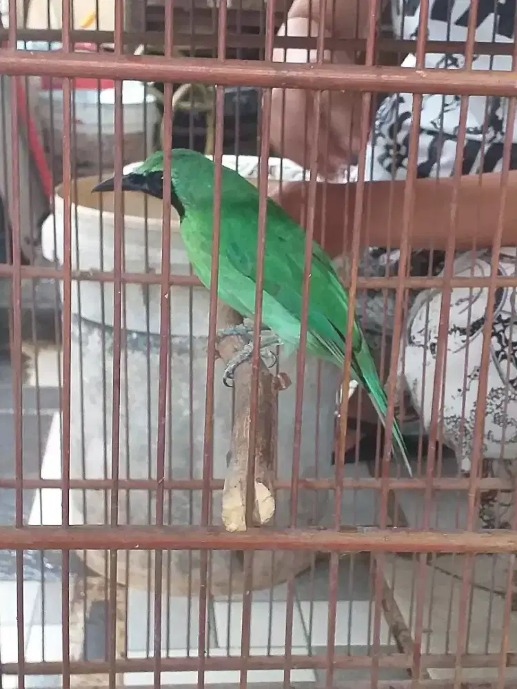 Cjb bayuwangi mulus bunyi