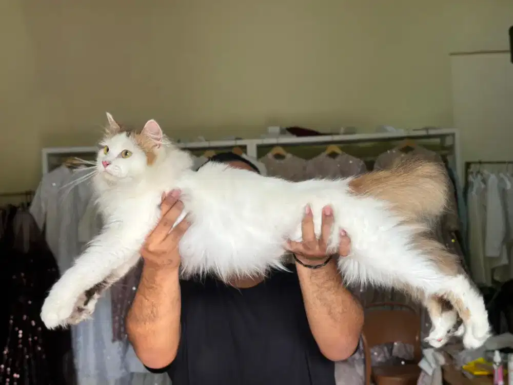 Kucing mainecoon Calico jantan ganteng banget