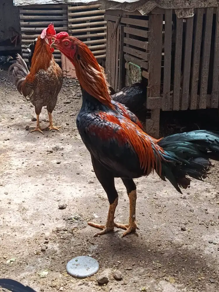 AYAM JAGO BANGKOK LANCIRAN USIA MAKSIMAL 6 BULAN SEHAT DAN GAGAH!!!
