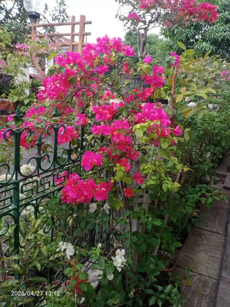 Pindahan: Di Jual Bunga Bugenvil Antorium aglonema dll, Tanaman hias