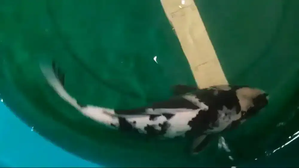 Ikan koi jenis Shiro ukuran 40cm