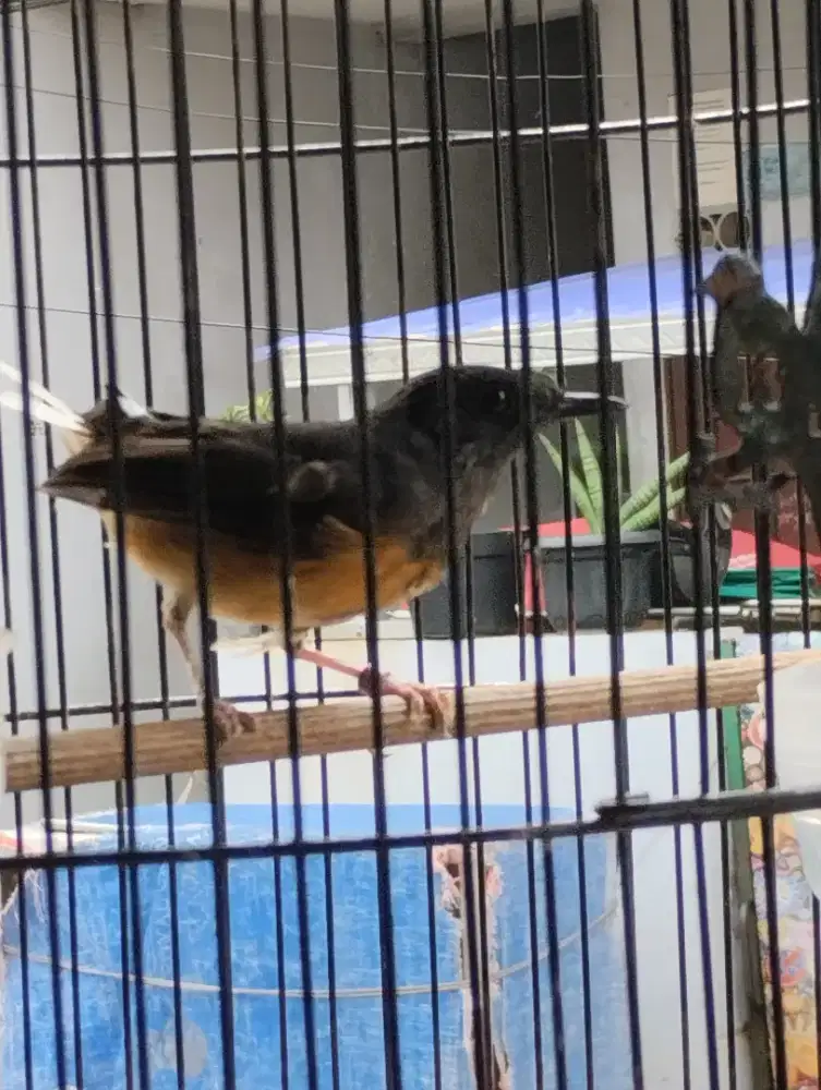 Murai betina klawu burja