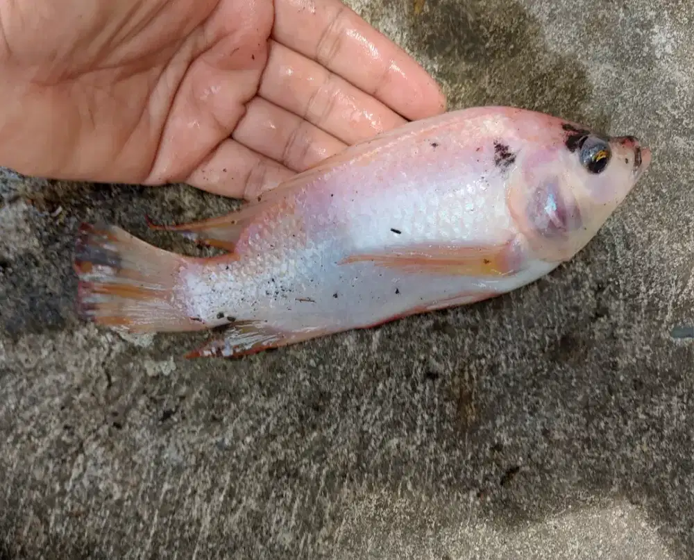 Bibit Ikan Nila merah bangkok paket 9 ekor