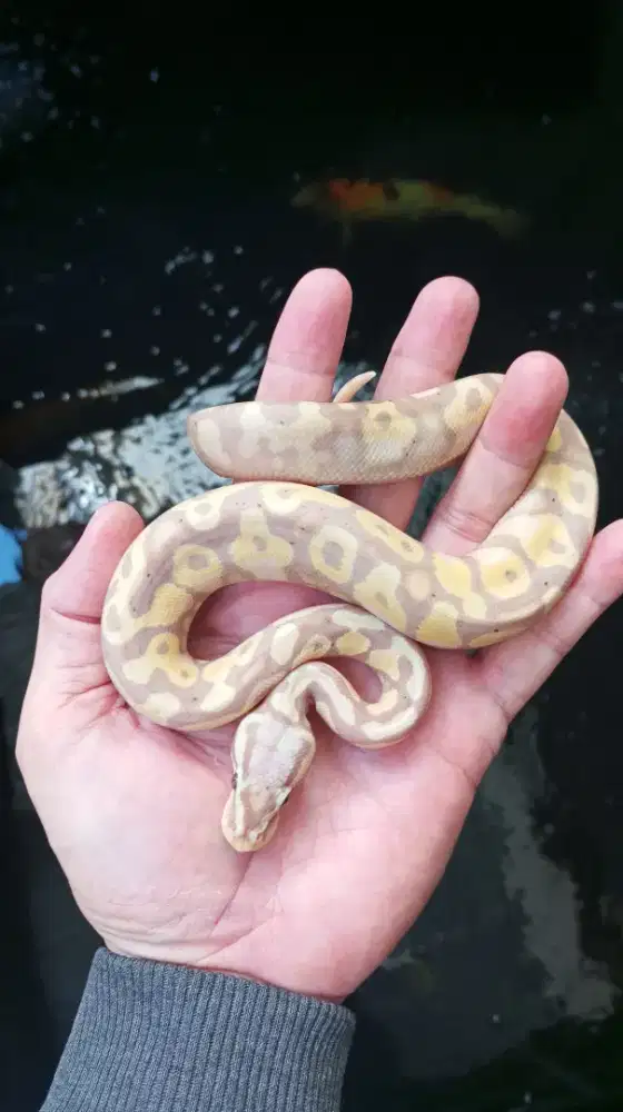 BP Banana Pastel Baby