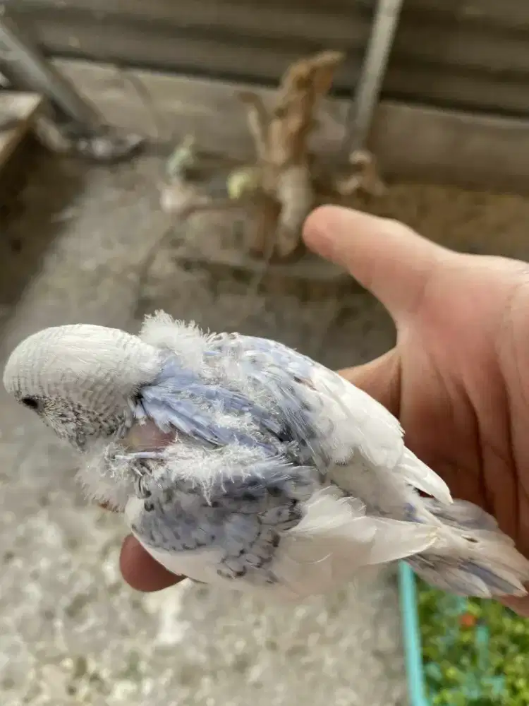 Lolohan parkit mutasi jinak