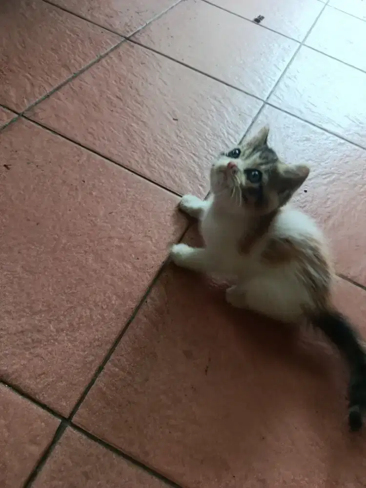 Kucing flat nose betina 2bln