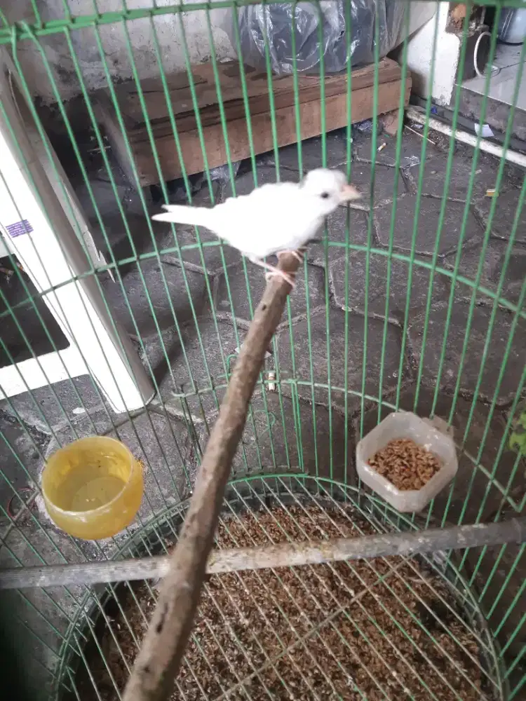 Kenari putih jaminan jantan