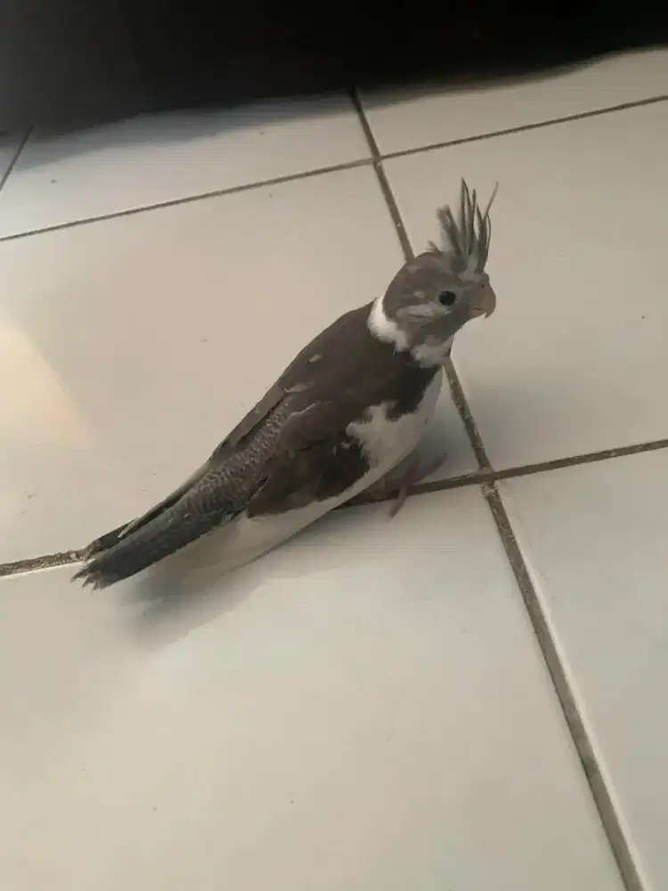 lolohan falk / mandiri ada