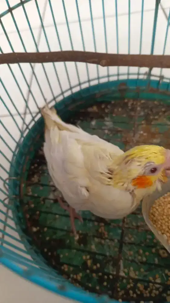 Lolohan Falk lutino mata merah