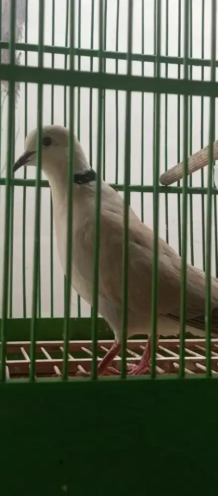 Puter Pelung gacor pagi siang sore malam